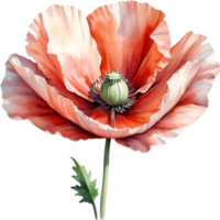 AI generated Watercolor painting of poppy flowers. png