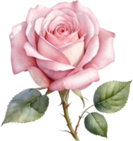 AI generated Watercolor painting of a Rose. png