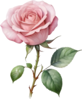 AI generated Watercolor painting of a Rose. png