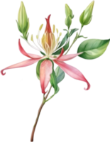 AI generated Watercolor painting of a honeysuckle flower. png