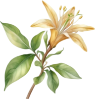 AI generated Watercolor painting of a honeysuckle flower. png