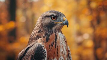 AI generated Stoic Hawk in Autumnal Glow photo