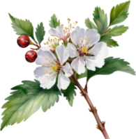 AI generated Watercolor painting of a Hawthorn flower. png