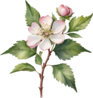 AI generated Watercolor painting of a Hawthorn flower. png