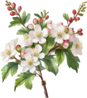 AI generated Watercolor painting of a Hawthorn flower. png