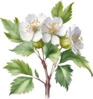 AI generated Watercolor painting of a Hawthorn flower. png