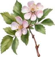 AI generated Watercolor painting of a Hawthorn flower. png