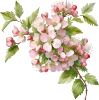 AI generated Watercolor painting of a Hawthorn flower. png