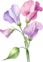 AI generated Watercolor painting of a Sweet Pea flower. png