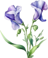 AI generated Watercolor painting of a Sweet Pea flower. png