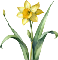 AI generated Watercolor painting of a Jonquil flower. png