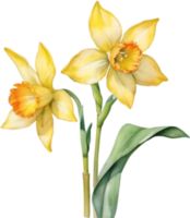 ai genererad vattenfärg målning av en jonquil blomma. png