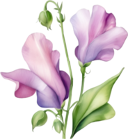 AI generated Watercolor painting of a Sweet Pea flower. png