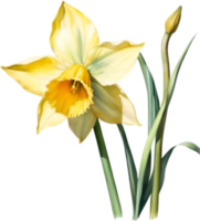 AI generated Watercolor painting of a Daffodil flower. png