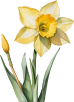 AI generated Watercolor painting of a Daffodil flower. png