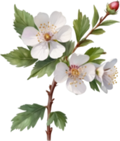 AI generated Watercolor painting of a Hawthorn flower. png