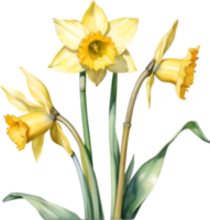 AI generated Watercolor painting of a Daffodil flower. png