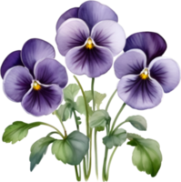 AI generated Watercolor painting of a Violet  Viola Sororia flower. png