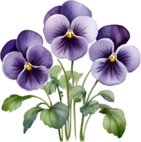 ai genererad vattenfärg målning av en violett altfiol sororia blomma. png