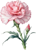 AI generated Watercolor painting of a Carnation flower. png