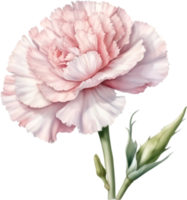 AI generated Watercolor painting of a Carnation flower. png