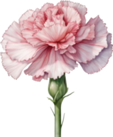 AI generated Watercolor painting of a Carnation flower. png