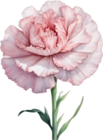 AI generated Watercolor painting of a Carnation flower. png