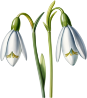 AI generated Watercolor painting of a Snowdrop flower. png