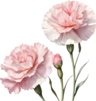 AI generated Watercolor painting of a Carnation flower. png