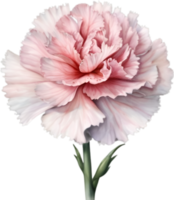 AI generated Watercolor painting of a Carnation flower. png