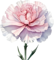 AI generated Watercolor painting of a Carnation flower. png