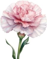 AI generated Watercolor painting of a Carnation flower. png