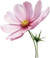 AI generated Watercolor painting of a Cosmos flower. png