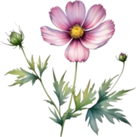AI generated Watercolor painting of a Cosmos flower. png