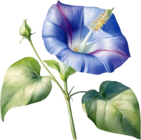 AI generated Watercolor painting of a morning glory flower. png