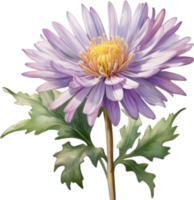 AI generated Watercolor painting of an aster flower. png