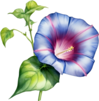 AI generated Watercolor painting of a morning glory flower. png