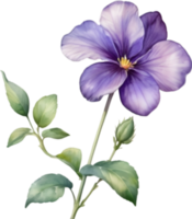 ai generado acuarela pintura de un Violeta viola sororia flor. png