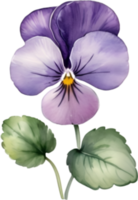 ai generado acuarela pintura de un Violeta viola sororia flor. png