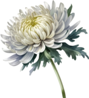 AI generated Watercolor painting of a Chrysanthemum flower. png