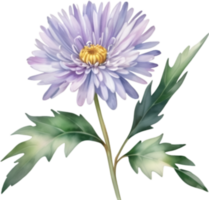 AI generated Watercolor painting of an aster flower. png