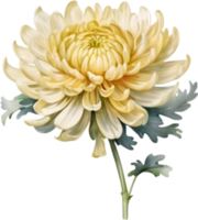 AI generated Watercolor painting of a Chrysanthemum flower. png