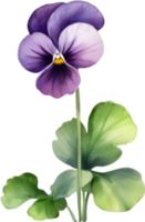 ai genererad vattenfärg målning av en violett altfiol sororia blomma. png