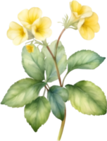 AI generated Watercolor painting of a Primrose flower. png