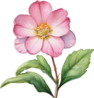 AI generated Watercolor painting of a Primrose flower. png