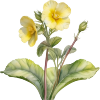 AI generated Watercolor painting of a Primrose flower. png