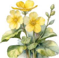 AI generated Watercolor painting of a Primrose flower. png