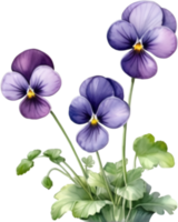 AI generated Watercolor painting of a Violet  Viola Sororia flower. png