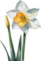 ai genererad vattenfärg målning av en narciss blomma. png