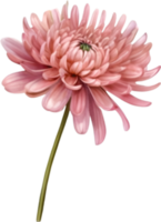 AI generated Watercolor painting of a Chrysanthemum flower. png